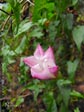 Calystegia macrostegia cyclostegia 'Vicente'