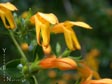 Keckiella 'Roy Taylor'