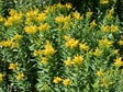 Solidago californica