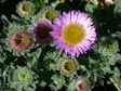 Erigeron glaucus 'Sea Breeze'