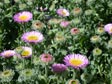 Erigeron glaucus 'Sea Breeze'