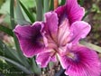 Iris 'Native Warrior'