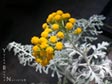 Eriophyllum nevinii