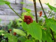 Euonymus occidentalis