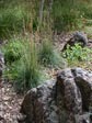 Festuca idahoensis 'Tomales Bay'