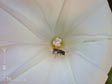 Calystegia purpurata purpurata