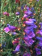 Penstemon heterophyllus 'Margarita BOP'