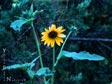 Helianthus annuus