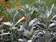 Artemisia ludoviciana 'Valerie Finnis'