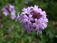 Verbena lilacina 'De la Mina'