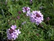 Verbena lilacina 'De la Mina'