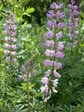 Lupinus arboreus - purple form