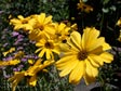 Encelia californica 'El Dorado'