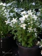 Philadelphus microphyllus 'Desert Snow'