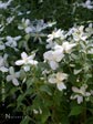 Philadelphus microphyllus 'Desert Snow'