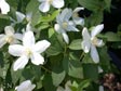 Philadelphus microphyllus 'Desert Snow'