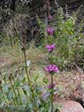 Penstemon rydbergii