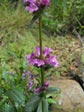 Penstemon rydbergii