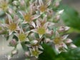 Sedum laxum heckneri
