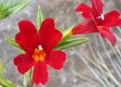 Mimulus 'Dark Red'