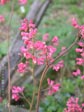 Heuchera 'Canyon Delight'