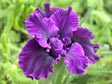 Iris 'Deep Magic'