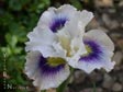 Iris 'San Lorenzo Valley'