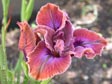 Iris 'Tiki'