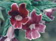 Mimulus 'Classic Purple'