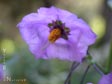 Solanum xantii 'Salmon Creek'