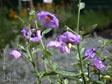 Solanum xantii 'Salmon Creek'