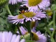 Erigeron glaucus 'Bountiful'