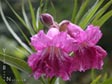 Chilopsis linearis 'Purple Splendor'