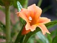 Mimulus 'Robin'