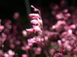 Heuchera 'Canyon Melody'