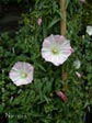 Calystegia macrostegia cyclostegia 'Candy Cane'