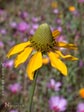 Rudbeckia californica glauca