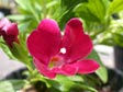 Mimulus