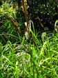 Carex obnupta