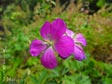 Geranium oreganum