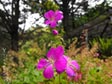 Geranium oreganum