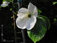Cornus 'Eddie's White Wonder'