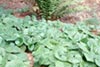 Asarum caudatum -