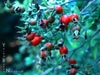 Rosa californica -