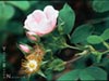 Rosa californica -