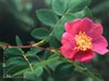 Rosa californica -