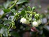 Vaccinium ovatum -