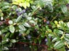Vaccinium ovatum -