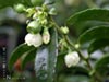 Vaccinium ovatum -