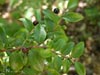 Vaccinium ovatum -
